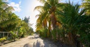 Quintana Roo pierde una selva del tamaño de Cancún cada año la deforestación amenaza al motor turístico del Caribe mexicano