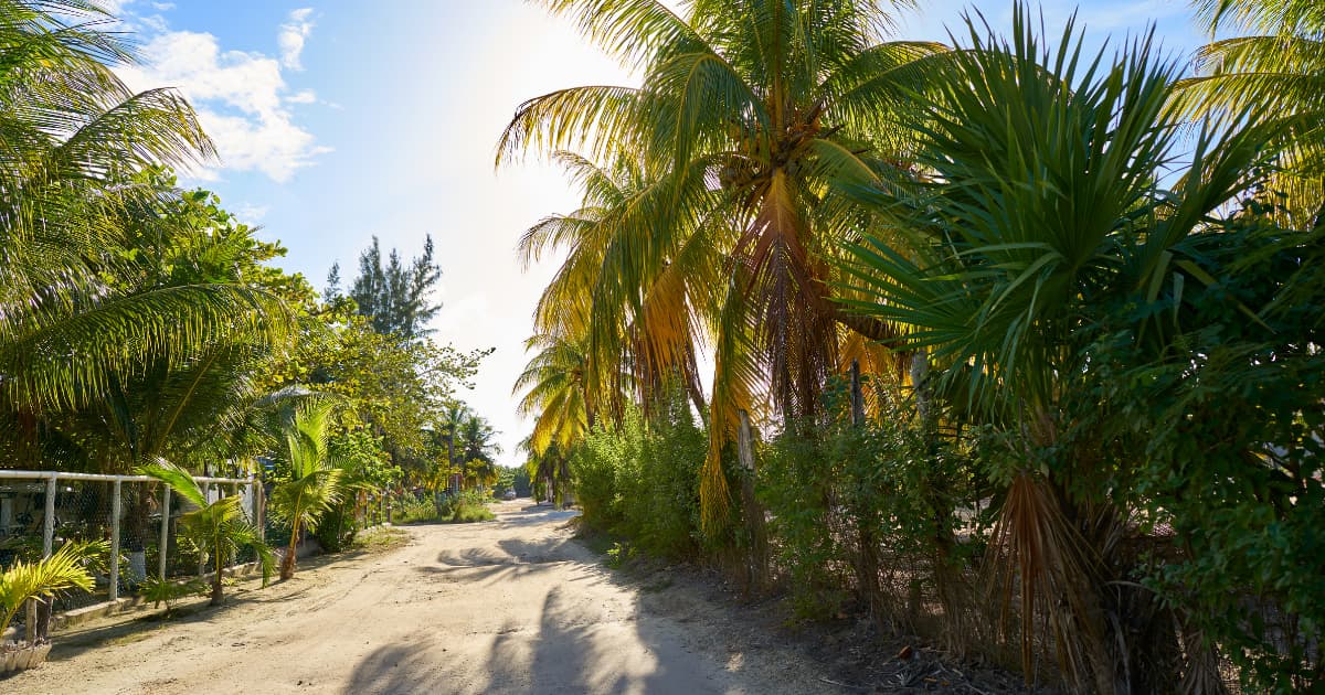 Quintana Roo pierde una selva del tamaño de Cancún cada año la deforestación amenaza al motor turístico del Caribe mexicano