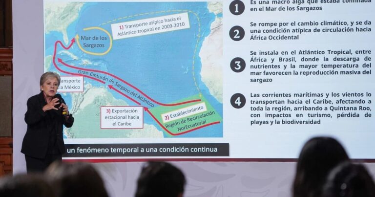 sargazo Quintanar Roo 2026. Nueve mil toneladas de sargazo al día ahogan a Quintana Roo: gobierno federal desembolsa 2 mil mdp para frenarlo