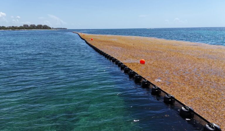 Cinco kilómetros de barreras Playa del Carmen intenta blindar su litoral tras el peor golpe turístico
