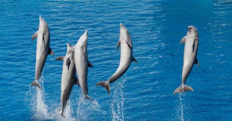 Dolphin Company niega venta a Xcaret y aclara que la oferta ganadora es de Delphinus