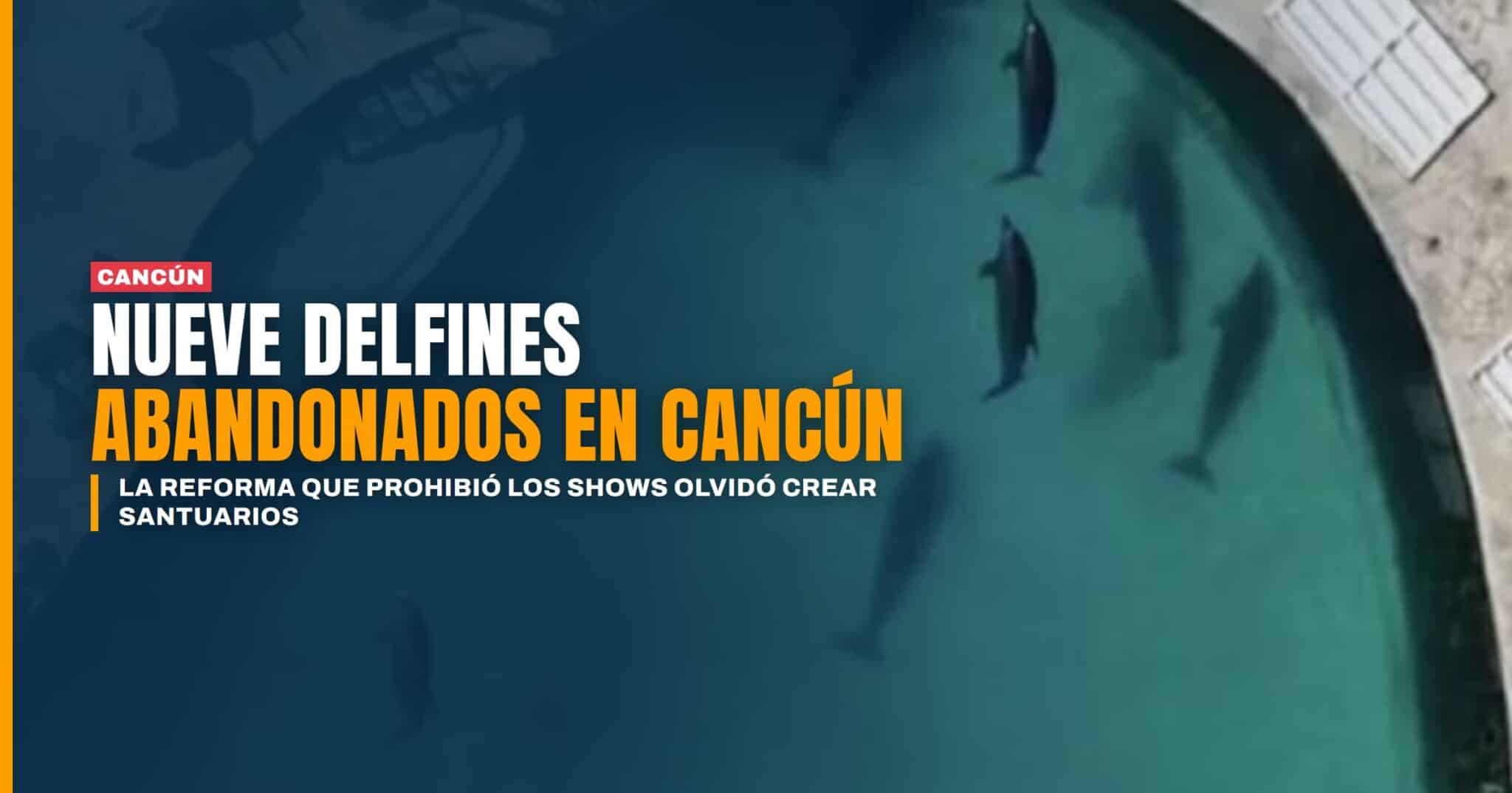 Nueve delfines abandonados en Cancún la reforma que prohibió los shows olvidó crear santuarios