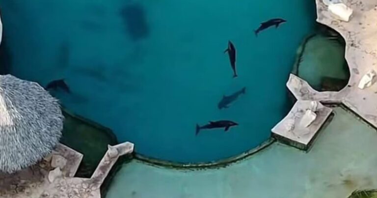 Profepa rescatará a 6 de los 9 delfines enfermos asegurados en Dolphin Discovery Cancún tras años de alta mortalidad