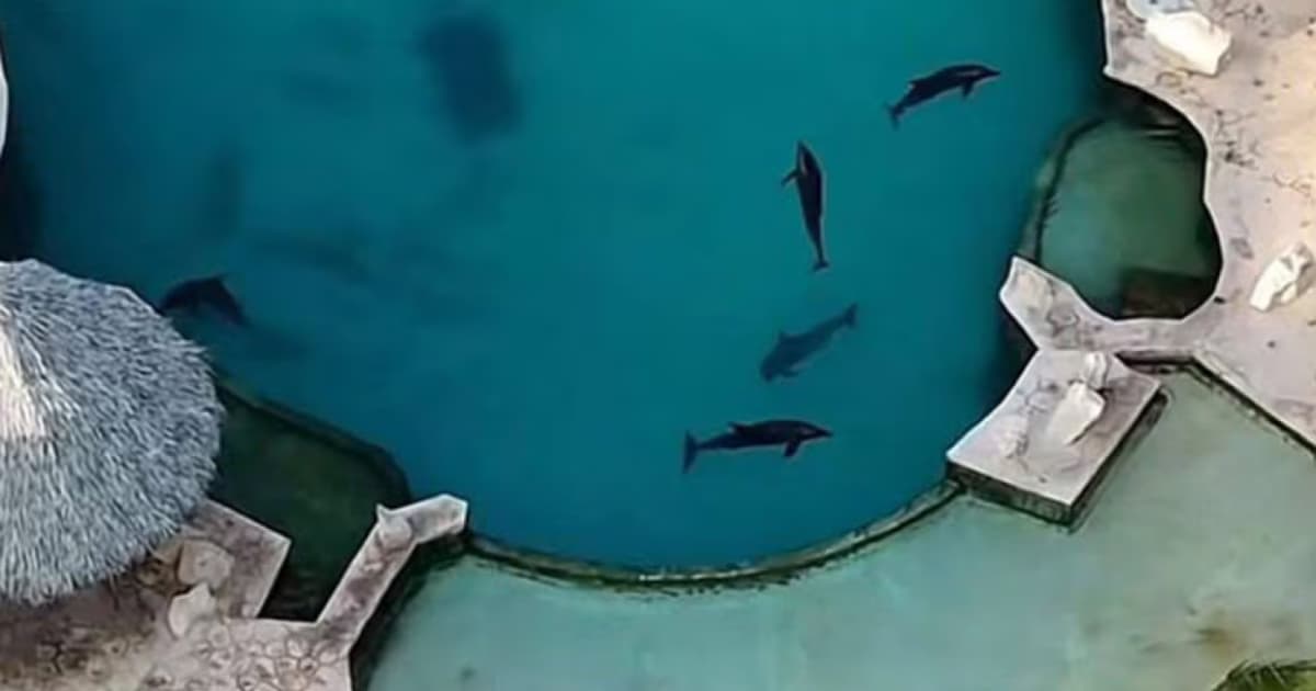 Profepa rescatará a 6 de los 9 delfines enfermos asegurados en Dolphin Discovery Cancún tras años de alta mortalidad