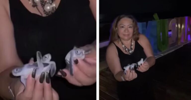 Turista manipuló crías de tortuga en un hotel de Cancún y ahora la investiga la Profepa podría pagar hasta 351 mil pesos