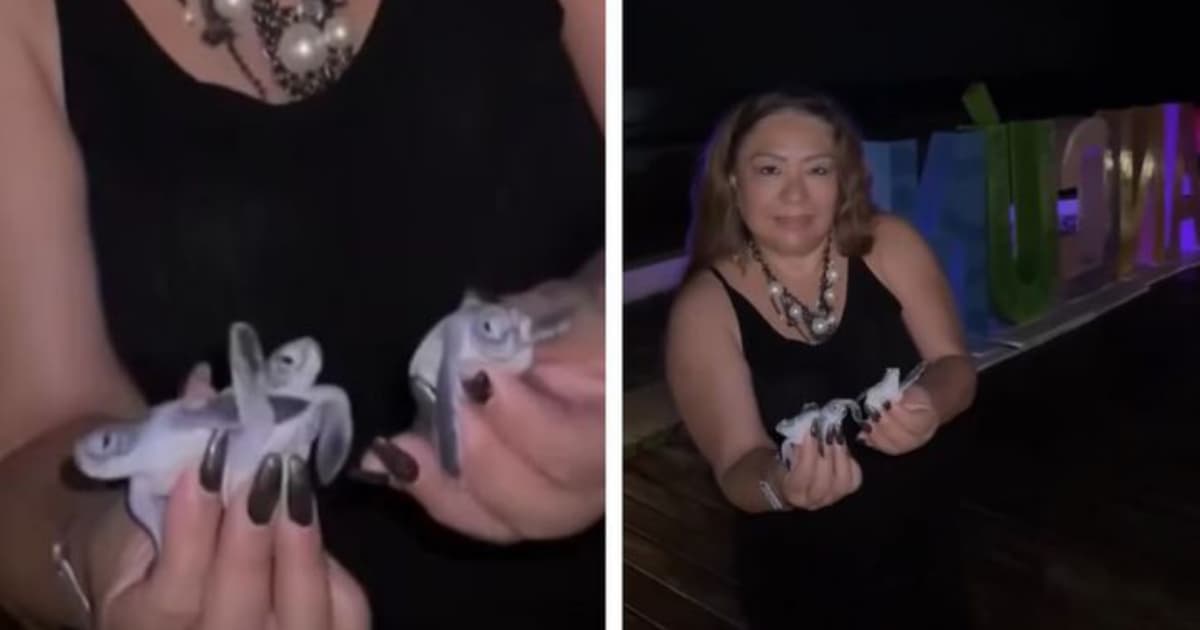 Turista manipuló crías de tortuga en un hotel de Cancún y ahora la investiga la Profepa podría pagar hasta 351 mil pesos