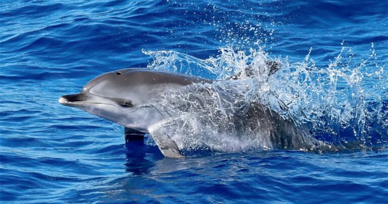 delfines enfermos Dolphin Discovery Cancún
