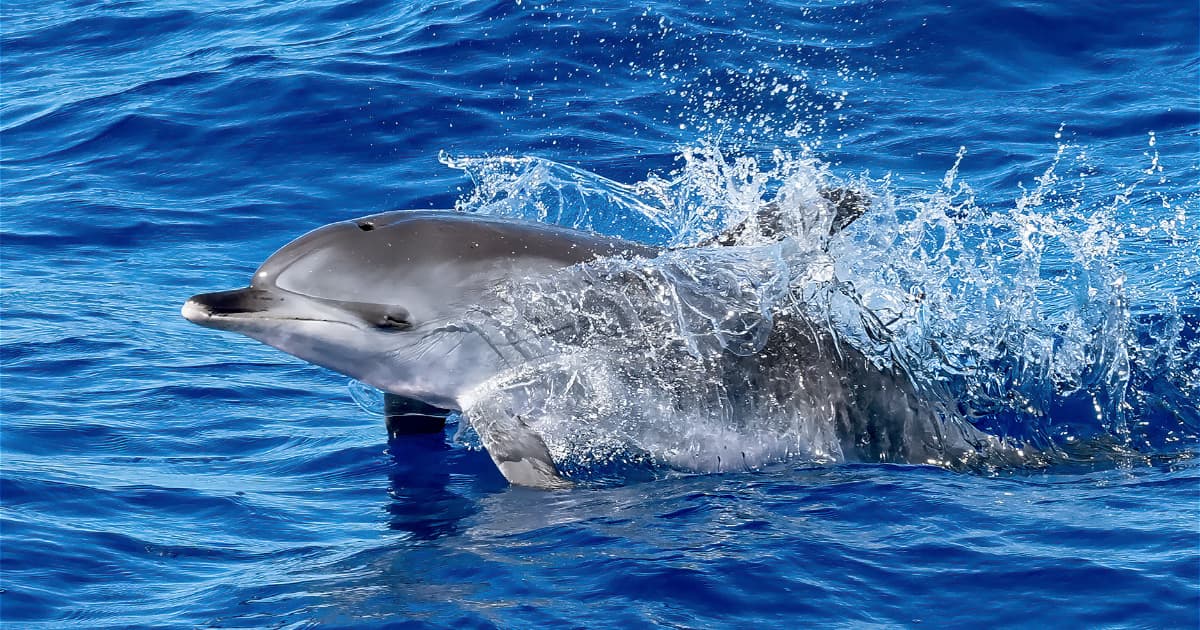 delfines enfermos Dolphin Discovery Cancún