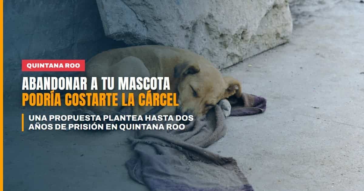 Abandonar a tu mascota podría costarte hasta dos años de cárcel en Quintana Roo