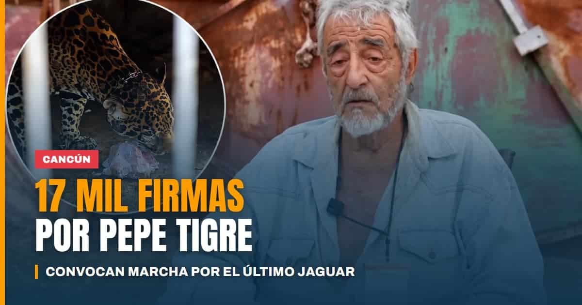 Cancún no deja solo a Pepe Tigre convocan marcha y suman 17 mil firmas por el último jaguar