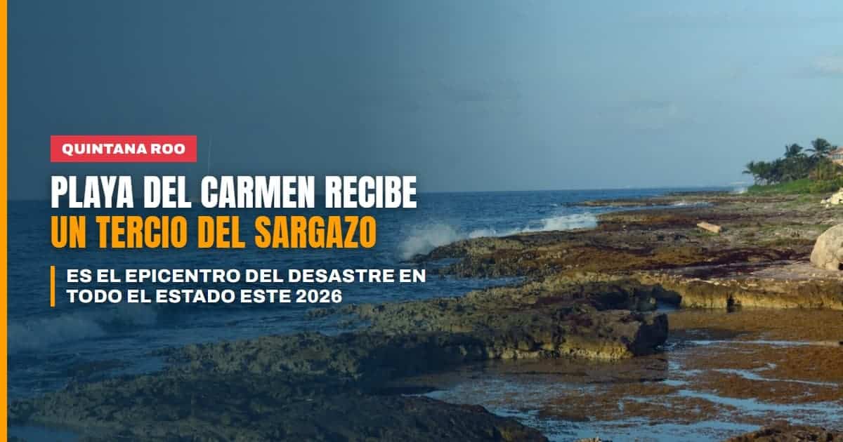 Playa del Carmen, epicentro del desastre por sargazo concentra un tercio de todo el que llegó a Quintana Roo en 2026