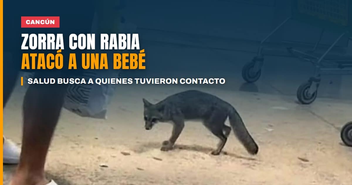 Zorra con rabia atacó a una bebé en un estacionamiento de Cancún; Salud busca a quienes tuvieron contacto